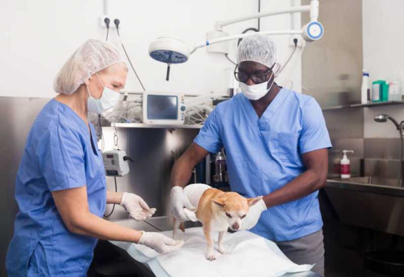Cirurgia em Animais Tupãssi - Cirurgia Ortopédica em Cachorro