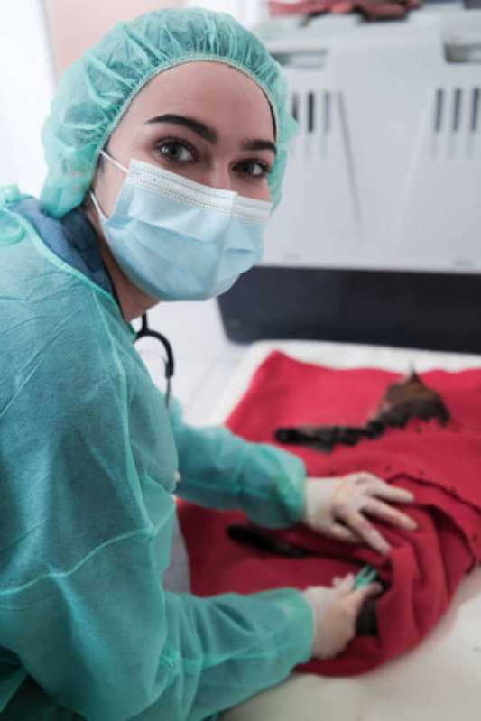 Cirurgia em Pequenos Animais Centro Industrial Meinolfo H Heiss - Cirurgia para Animais de Médio Porte