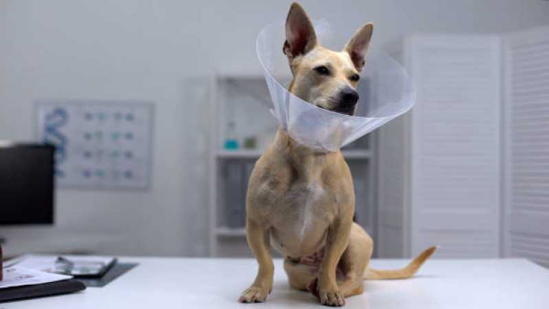 Cirurgia Ortopédica em Cachorro Agendar Linha São Francisco - Cirurgia em Animais