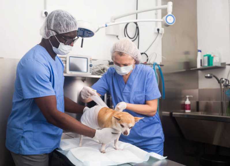 Cirurgia Ortopédica para Cachorro Agendar Chateaubriand - Cirurgia em Pequenos Animais