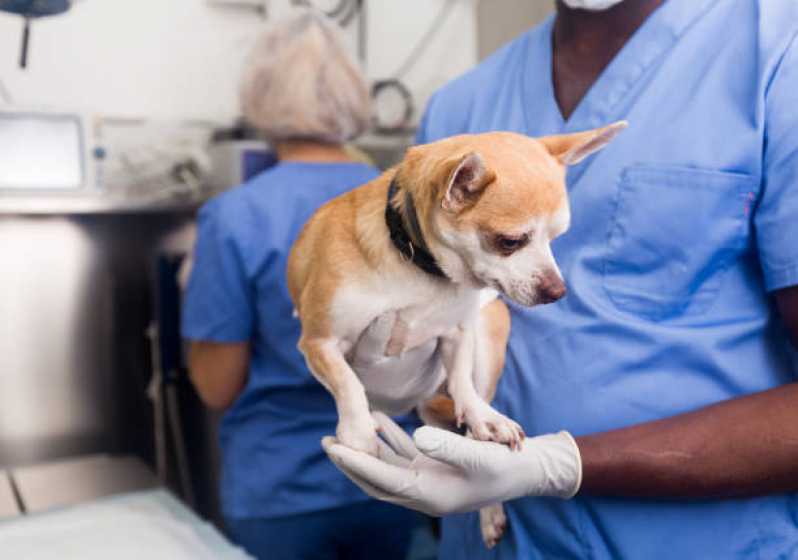 Cirurgia Ortopédica para Cachorro Santa Lúcia - Cirurgia Ortopédica em Cachorro