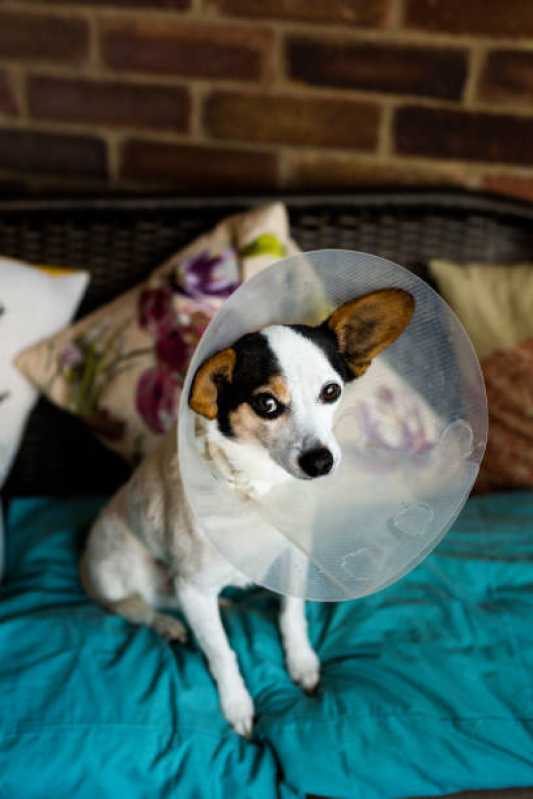 Cirurgia para Cachorros de Pequeno Porte Tupãssi - Cirurgia em Animais