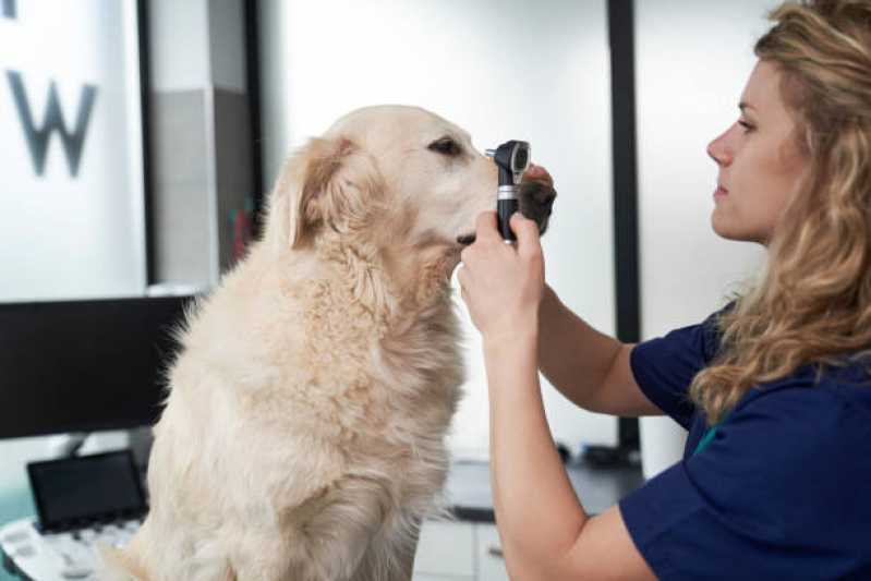 Clínica Especialista em Medicina Preventiva para Animais de Estimação Campo Bonito - Medicina Preventiva para Cães