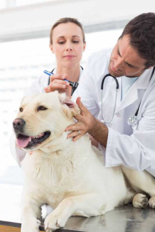 Clínica Especialista em Medicina Preventiva para Gato Área Rural de Toledo - Medicina Preventiva para Cachorros