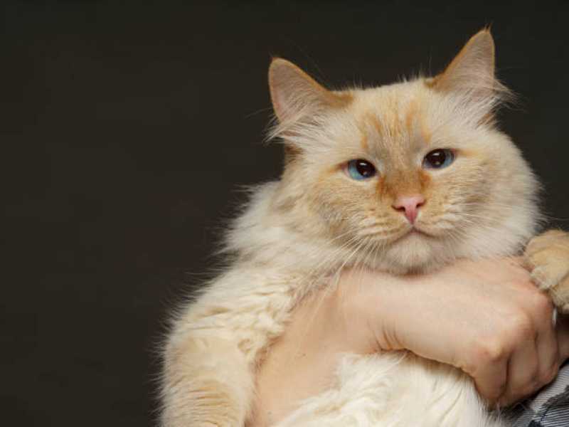 Clínica Especialista em Medicina Preventiva para Gatos Boa Vista da Aparecida - Medicina Preventiva Animal