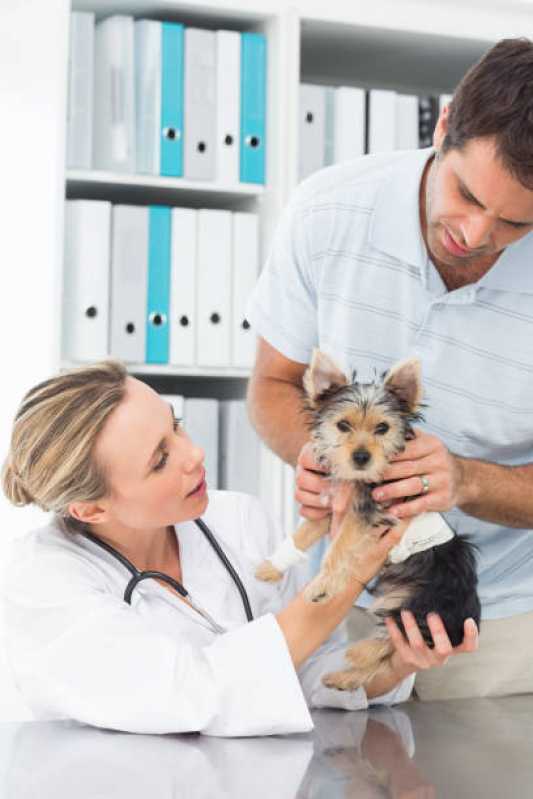 Clínica Especialista em Medicina Preventiva para Pets Vila Industrial - Medicina Preventiva Animal
