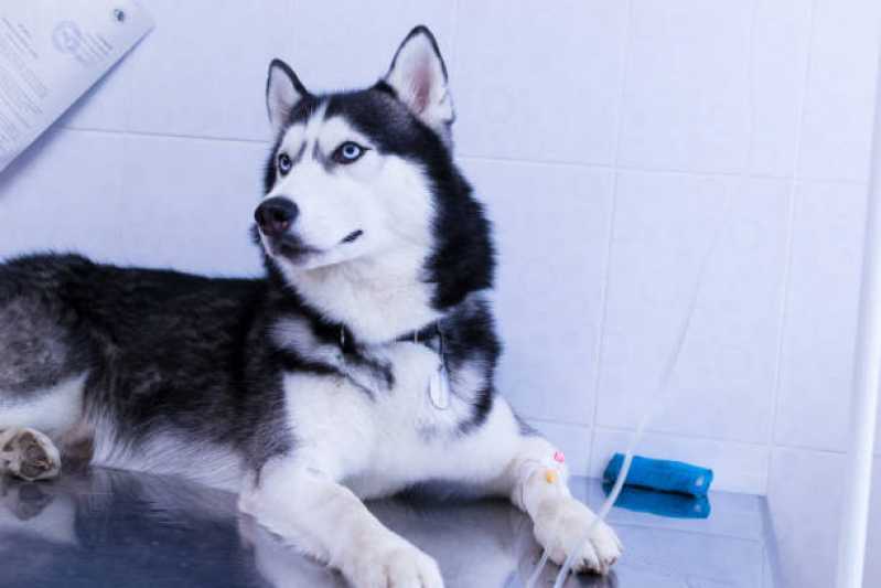 Clínica Especialista em Uti para Animais de Estimação Neva - Uti para Cães