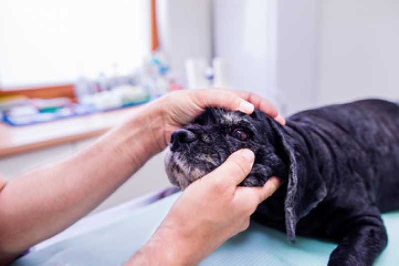 Clínica Especialista em Uti para Animal de Estimação Brasmadeira - Uti para Pets