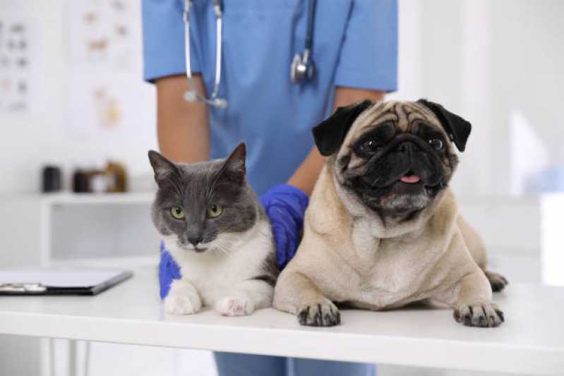 Clínica Especialista em Uti para Gato Pacaembu - Uti para Pets