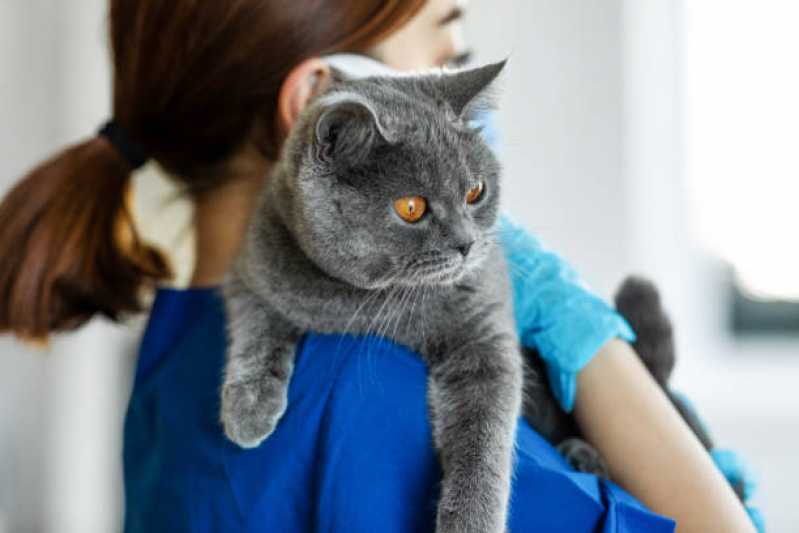 Clínica Especialista em Uti para Gatos de Estimação Ibema - Uti Animal