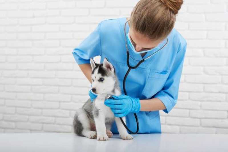 Clínica Especializada em Endocrinologia para Cães de Grande Porte São Francisco - Endocrinologia para Cães e Gatos