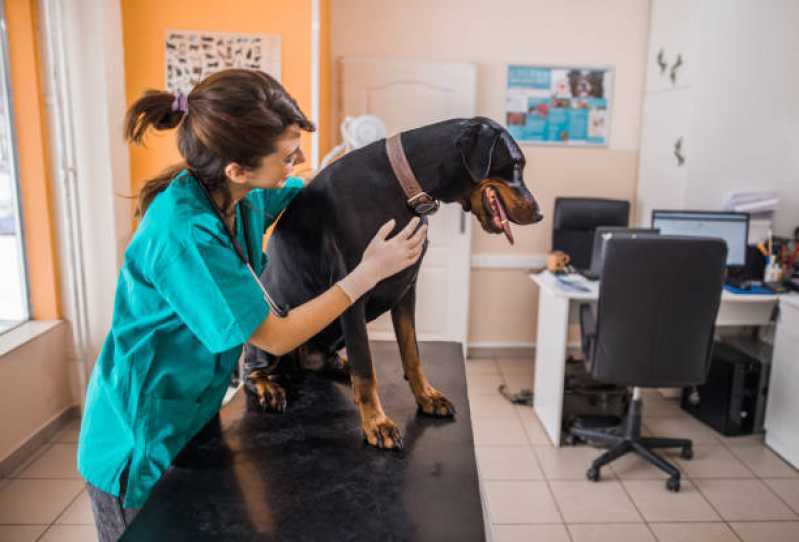 Clínica Especializada em Gastroenterologia de Cachorro Santo Onofre - Gastroenterologia para Cachorro de Pequeno Porte