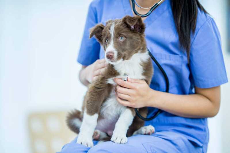 Clínica Especializada em Gastroenterologia para Animais Jardim Recanto - Gastroenterologia para Cachorro Cascavel
