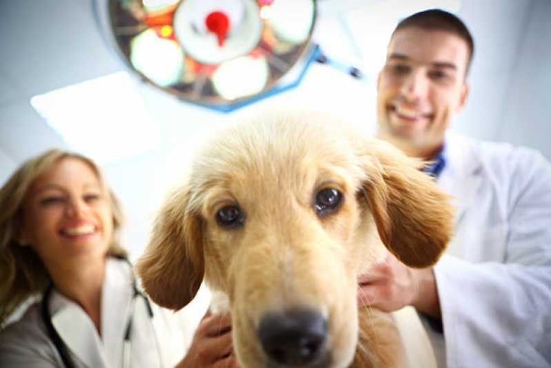 Clínica Especializada em Gastroenterologia para Cachorro de Pequeno Porte Ouro Verde do Oeste - Gastroenterologia para Cachorro