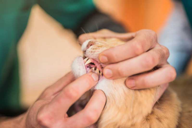 Clínica Especializada em Medicina de Felinos Jardim Anápolis - Medicina Veterinária para Gatos