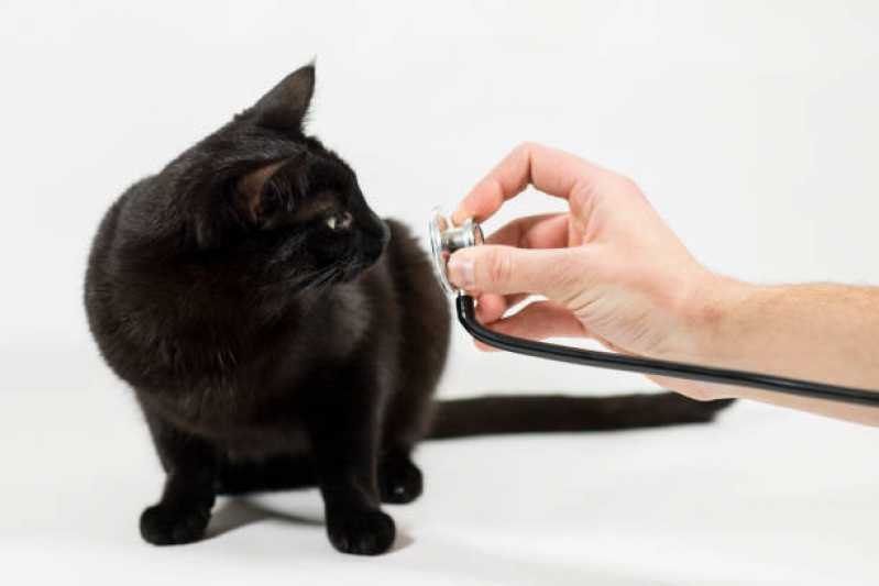 Clínica Especializada em Medicina Gato Conjunto Habitacional Britânia - Medicina para Felinos