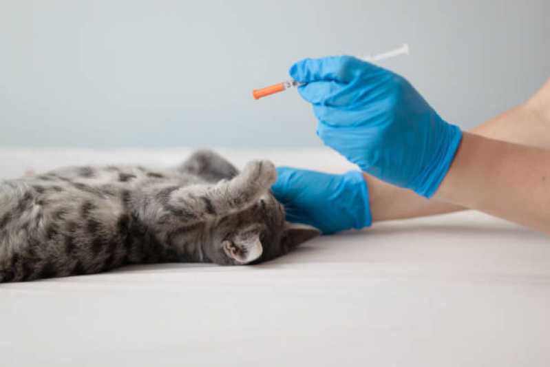 Clínica Especializada em Medicina para Felinos Neva - Medicina Veterinária para Gatos