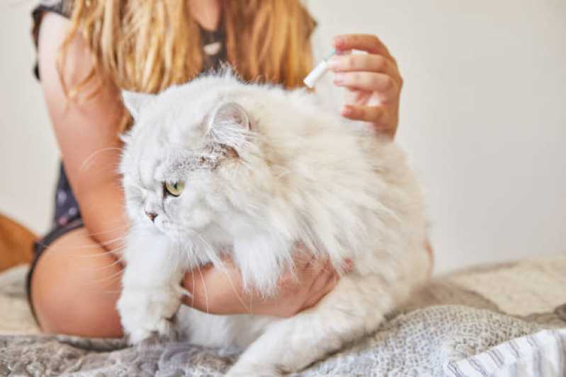 Clínica Especializada em Medicina para Gato Conjunto Habitacional Britânia - Medicina para Felino