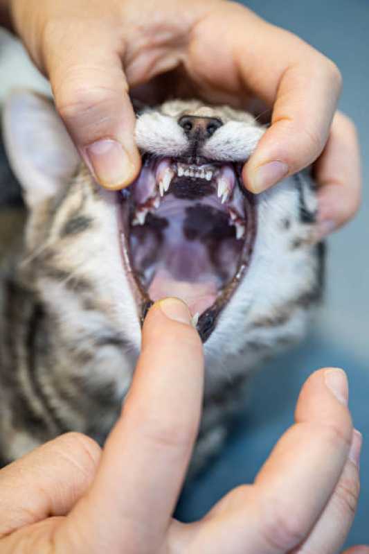 Clínica Especializada em Medicina para Gatos Brasmadeira - Medicina para Gato