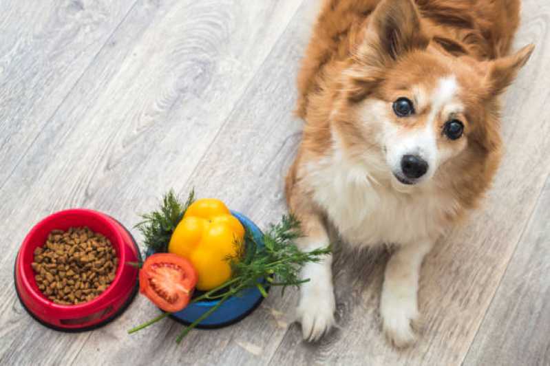 Clínica Especializada em Nutrição Veterinária Animal Jardim Recanto - Nutrição Veterinária Canina