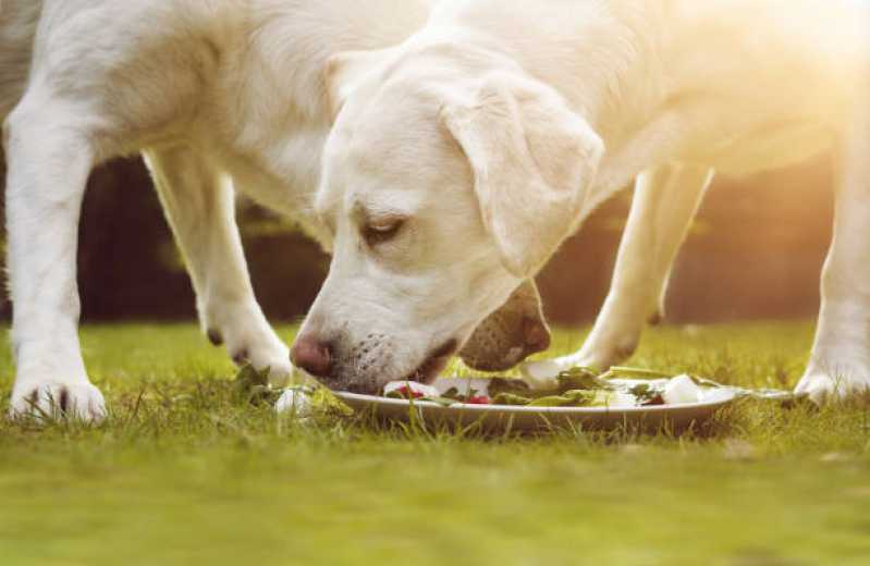 Clínica Especializada em Nutrição Veterinária para Cachorros Cascavel Velho - Nutrição Veterinária Canina