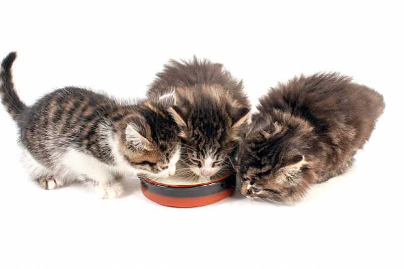 Clínica Especializada em Nutrição Veterinária para Gatos Jardim Cassandra - Nutrição Veterinária Animal
