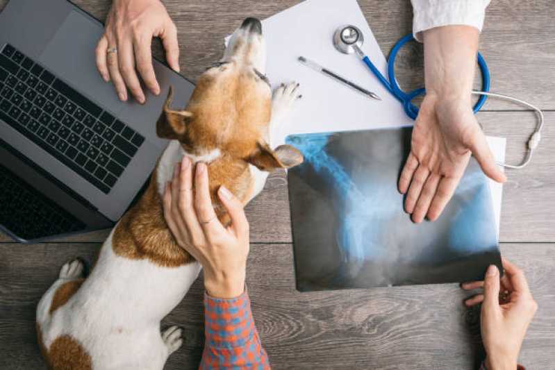 Clínica Especializada em Ortopedia para Animais de Médio Porte Periolo - Ortopedia para Cachorro Toledo