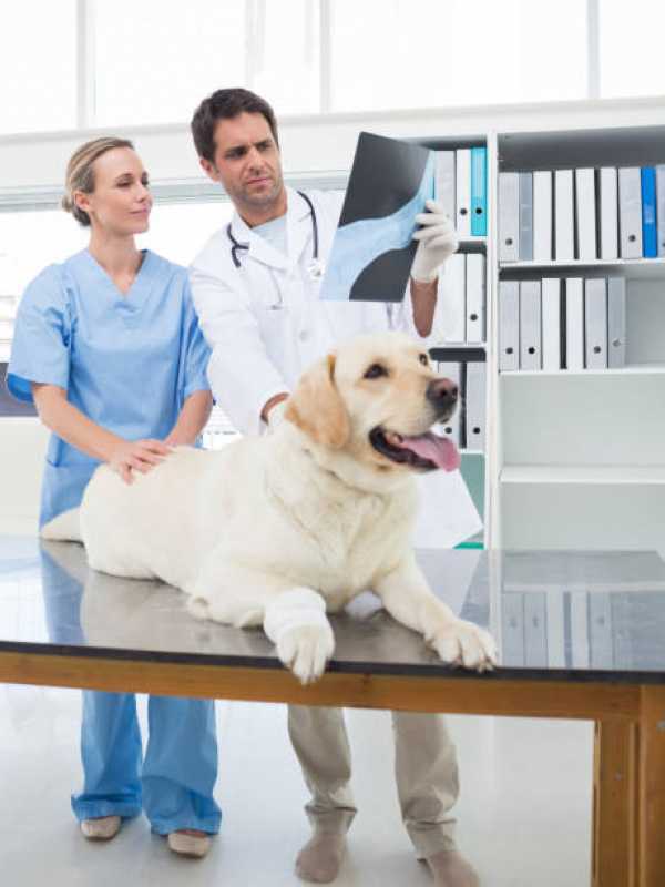 Clínica Especializada em Ortopedia para Animais de Pequeno Porte Jardim La Salle - Ortopedista de Cachorro