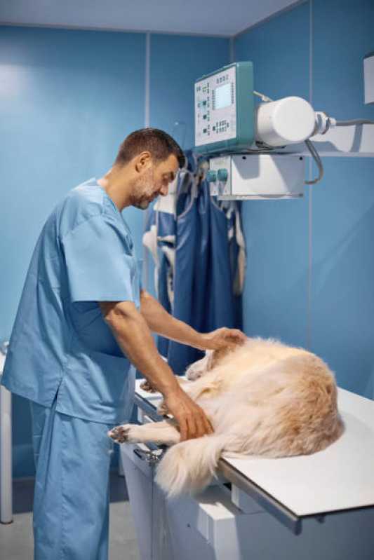Clínica Especializada em Ortopedia para Cachorro de Grande Porte Jardim Panorama - Ortopedia Animal