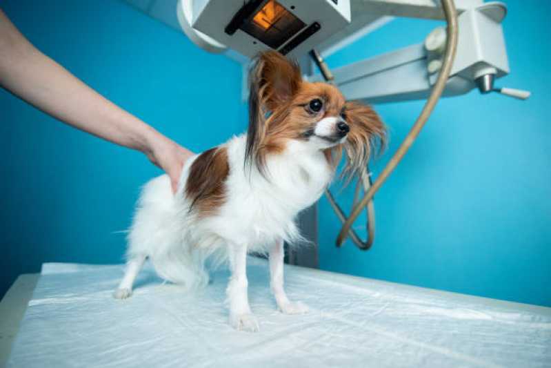 Clínica Especializada em Ortopedia para Cachorro de Pequeno Porte Quatro Pontes - Ortopedia para Cães de Grande Porte