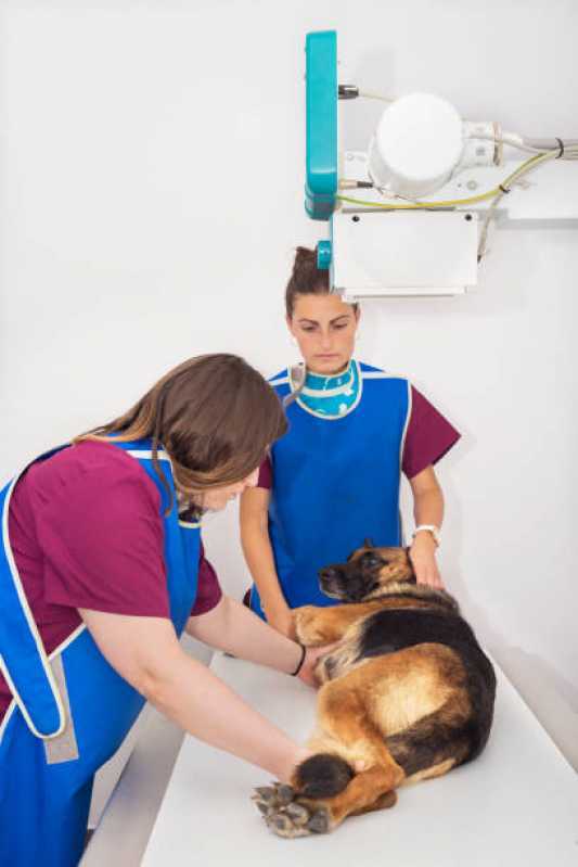 Clínica Especializada em Ortopedia para Cães e Gatos Linha São Francisco - Ortopedia para Cães e Gatos