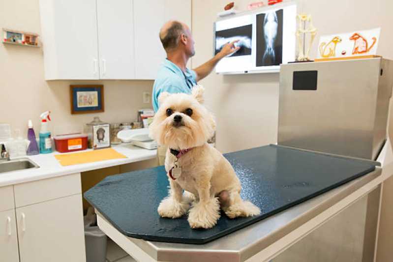Clínica Especializada em Ortopedista de Cachorro Tupãssi - Ortopedia para Cães de Grande Porte
