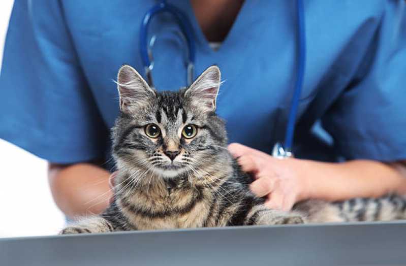 Clínica Especializada em Ortopedista para Gatos Cataratas - Ortopedia para Animais de Pequeno Porte
