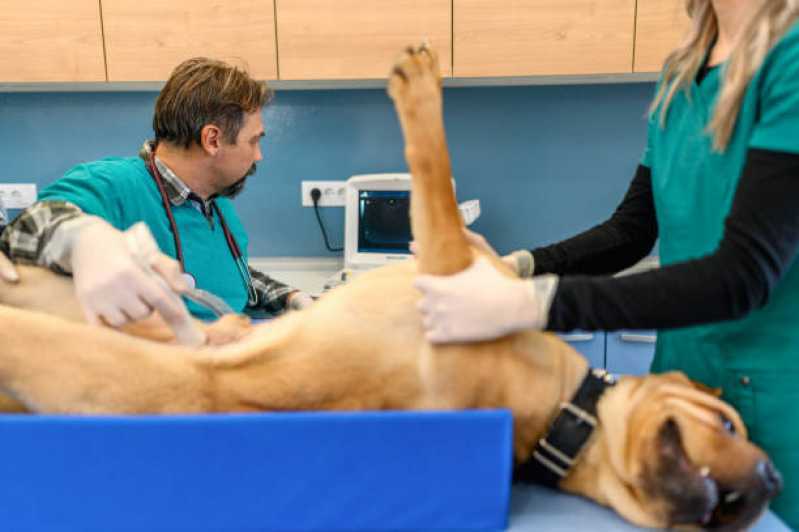 Clínica Especializada em Urologia em Cães Tocantins - Urologia para Cachorro Cascavel