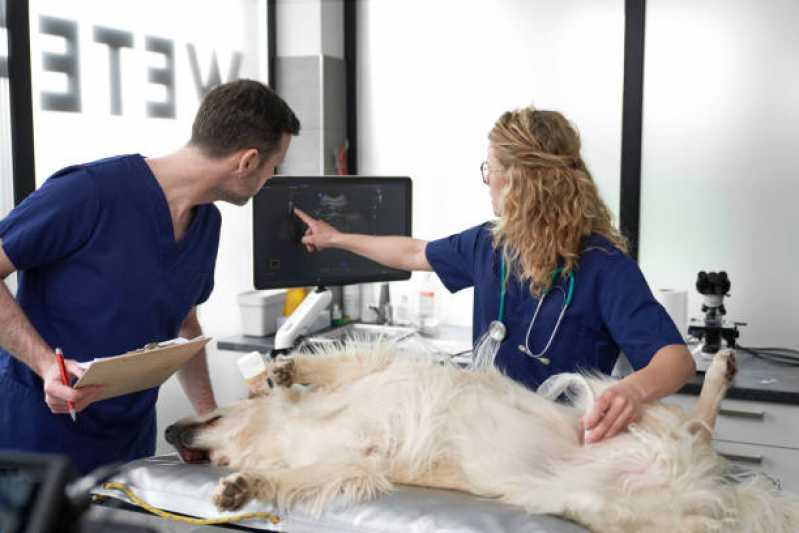 Clínica Especializada em Urologia para Cachorro de Pequeno Porte Interlagos - Urologia de Animais
