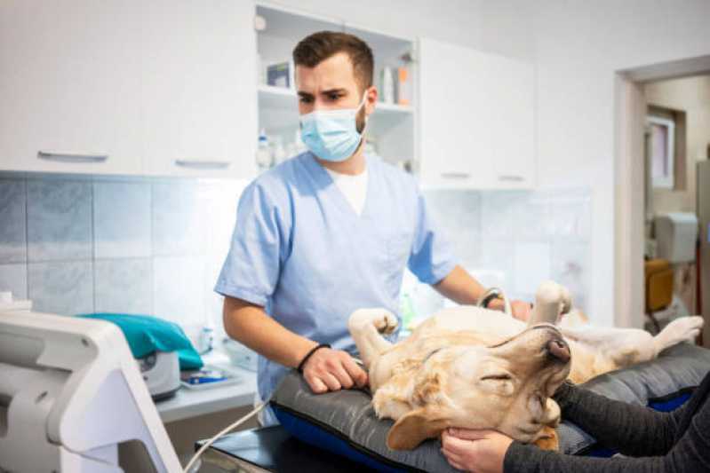 Clínica Especializada em Urologia para Cachorro Jardim Parizzotto - Urologia Animal