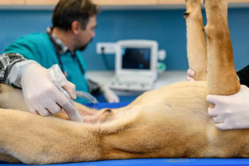 Clínica Especializada em Urologia para Cachorros Floresta - Urologia Animal
