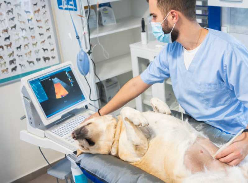 Clínica Especializada em Urologia para Cães Três Barras do Paraná - Urologia Animal