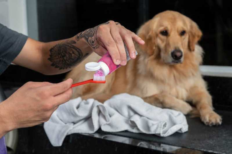 Clínica Que Faz Limpeza de Tártaro Cachorro Boa Vista da Aparecida - Dentista Cachorro