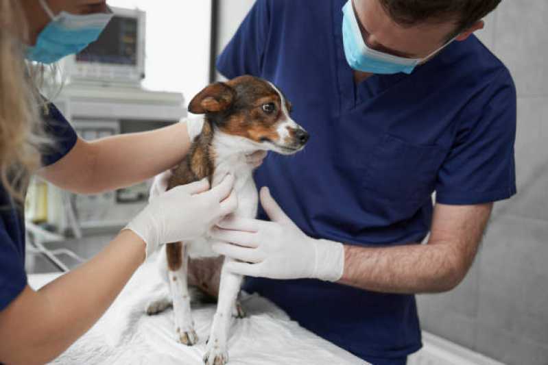 Consulta para Animais Agendar Cataratas - Consulta Veterinária para Cachorros