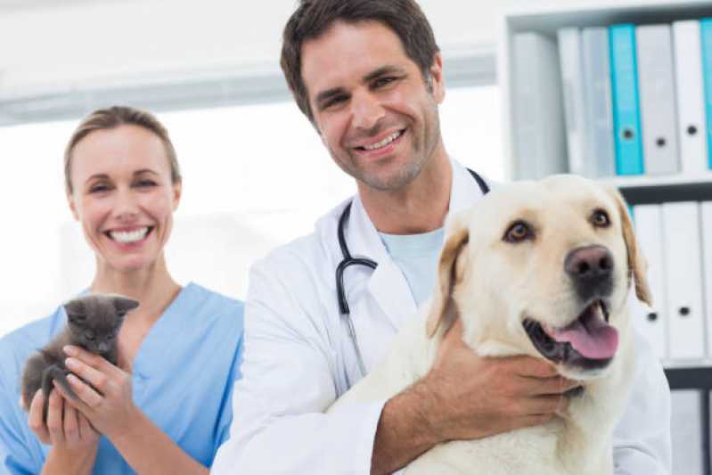 Consulta para Cachorro Periolo - Consulta Veterinária para Cachorro