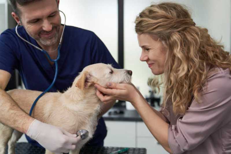Consulta Veterinária Cachorro Céu Azul - Consulta Veterinária Emergência