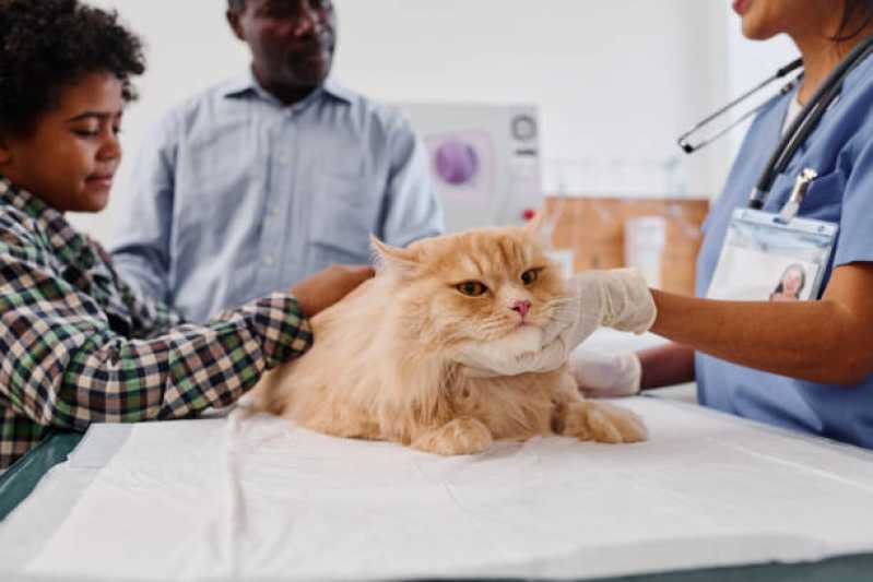 Consulta Veterinária de Gatos Céu Azul - Consulta Veterinária para Animais de Estimação