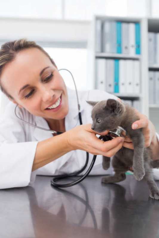 Consulta Veterinária para Animais de Estimação Agendar Morumbi - Consulta Veterinária para Gatos