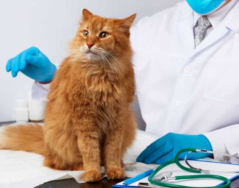 Consulta Veterinária para Animais de Estimação Marcar Santo Onofre - Consulta Veterinária para Gatos