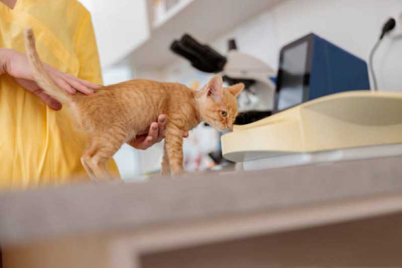 Consulta Veterinária para Animais de Estimação Jardim Concórdia - Consulta Veterinária para Gato