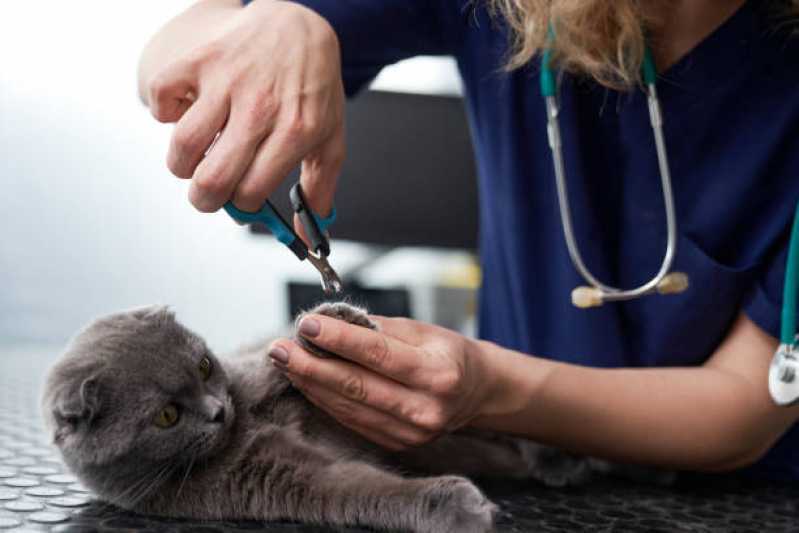 Consulta Veterinária para Animais Nova Aurora - Consulta Veterinária para Gatos