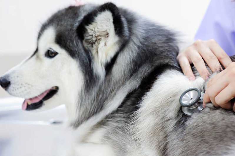 Consulta Veterinária para Cachorro Toledo - Consulta Veterinária para Animais