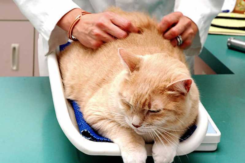 Consulta Veterinária para Gato Agendar Maripá - Consulta Veterinária para Animais