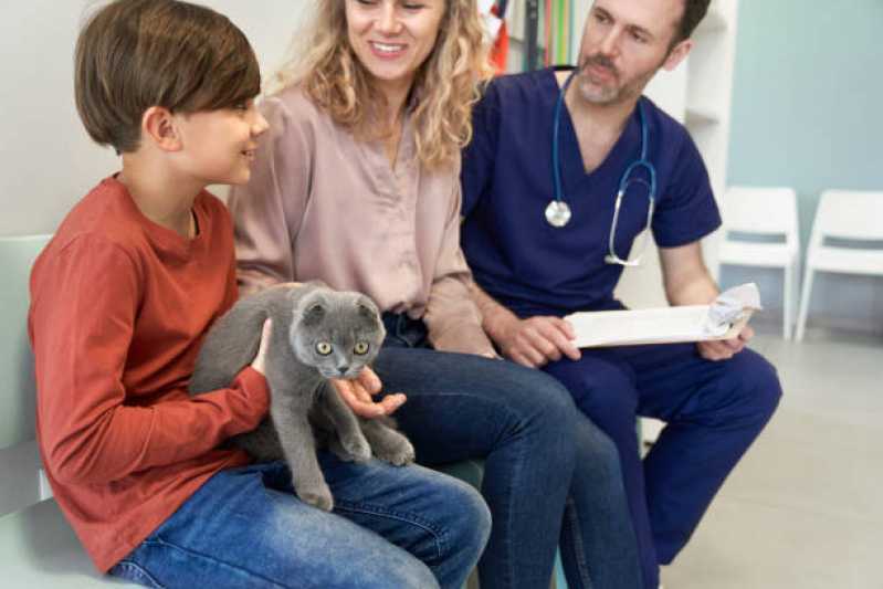 Consulta Veterinária para Gato Cataratas - Consulta Veterinária para Gato
